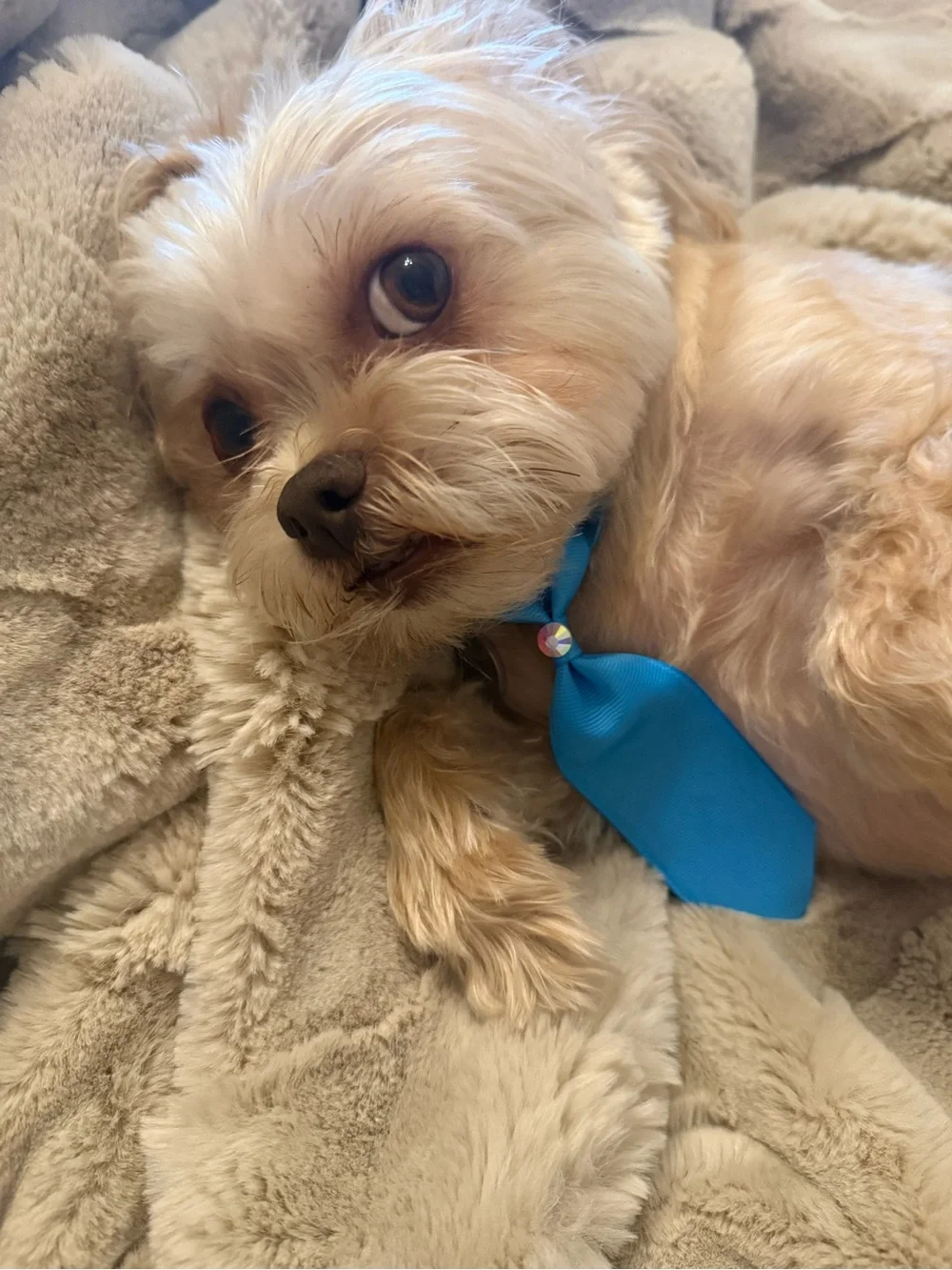 Dog (bundle of 8) Hand Crafted Necktie, Bow with Blue and Mini Bows